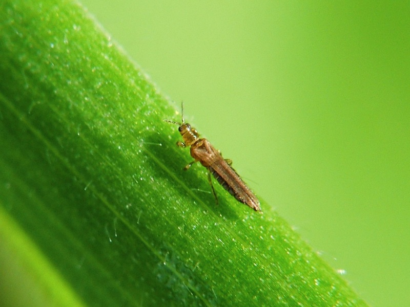 روشهای کنترل آفت: چگونه تریپس را از بین ببریم؟